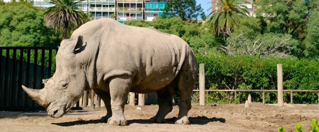 zoo_buenos_aires_48658645864846846584584