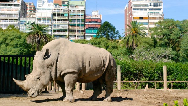 zoo_buenos_aires_48658645864846846584584