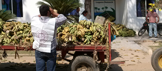 productores-banana-631-280-631-1730622225258